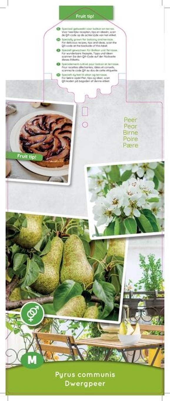 Pyrus com. Dwergpeer - C5 80-100 CM